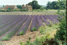 Lavenderharvest.jpg
